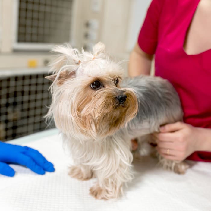 Veterinary Surgical Specialists in Mamaroneck